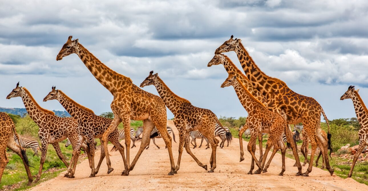 best-time-budget-safari-tanzania