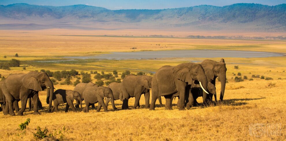 Elephant herd at sunset in Ngorongoro, Tanzania