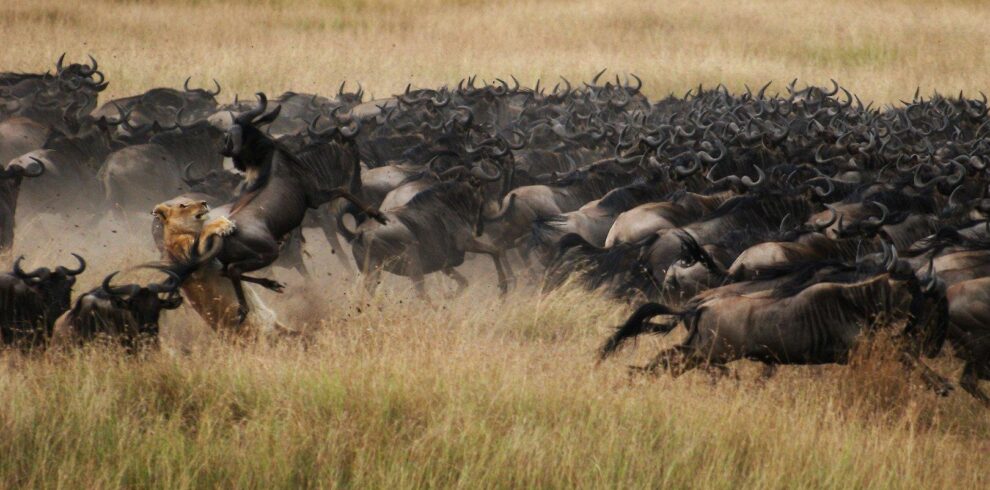 wildebeest11