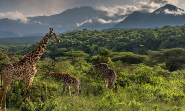 Day Trip-Wildlife and Game Drives